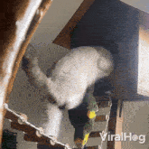 Cat Steals Bird House Viralhog GIF - Cat Steals Bird House Bird Cat GIFs