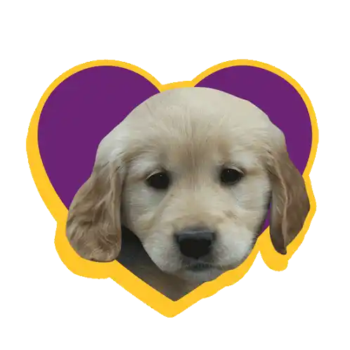 Kngf Assistentiehond Sticker - Kngf Assistentiehond Blindengeleidehond Stickers