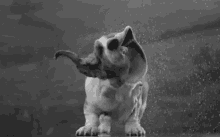 Hush Puppy GIF - Hush Puppy Drooling GIFs