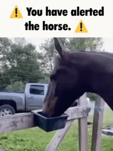 you-have-alerted-the-horse-horse.gif