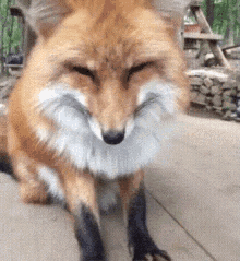狐狸 可爱 想睡 GIF