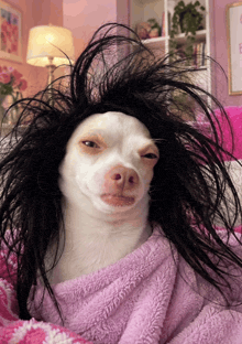 a white dog wearing a wig is wrapped in a pink towel
