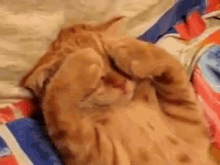 5 More Minutes GIF - Cat Cats Kitten GIFs