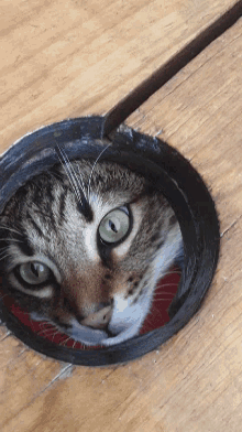 a cat looking out of a hole in a wooden floor