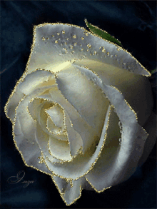White57 White Rose GIF - White57 White Rose Rosewh57 GIFs