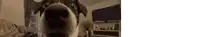 a close up of a dog 's face in a living room with a tv in the background