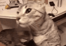 Cats & Cheese GIF - Cat Cheese Face GIFs