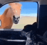 a horse and a dog are looking out the window of a vehicle
