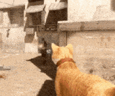 a cat with a red collar looks at a man in a video game