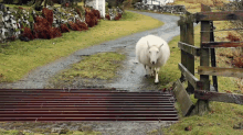 Sheep Out Smarts Cattle Grate GIF - Cattle Sheep Grate GIFs