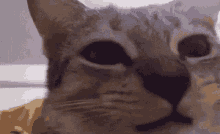Cat Chewing Cat GIF