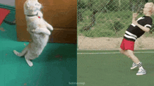 a cat standing on its hind legs next to a man drinking from a bottle on a tennis court
