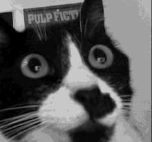 Leia Gigachad Gigachad Cat GIF - Leia Gigachad Gigachad Cat Cat GIFs