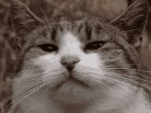 Cat Sniffing GIF - Cat Sniffing Stare GIFs