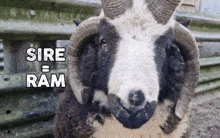 Jacob Sheep GIF - Jacob Sheep Sheep GIFs
