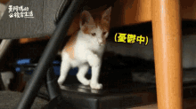 貓貓好憂鬱 A Depressed Cat GIF - Keai Cat貓 GIFs