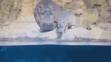 Fritz The Hippo Hippos GIF - Fritz The Hippo Hippos Fiona The Hippo GIFs