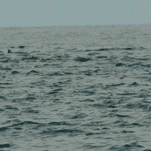 Happy Dolphin Hell Yeah GIF - Happy Dolphin Hell Yeah GIFs