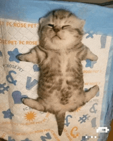 Aby 958 Cat GIF - Aby 958 Cat GIFs