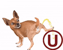 pichilon umillacion firulay urine pichilon umillacion firulay urine
