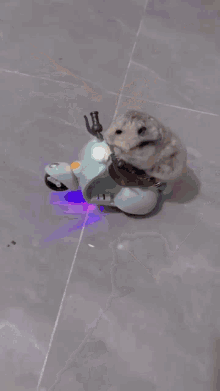 Hamster Scooter GIF - Hamster Scooter Animal GIFs