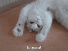 Hai Yama Hello Cat GIF - Hai Yama Yama Hello Cat GIFs