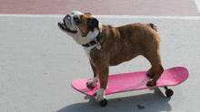 Skate Dog GIF - Skate Dog GIFs