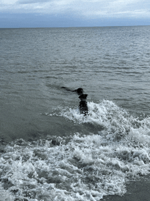 Dog GIF - Dog GIFs