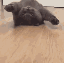 Kitty Lazy GIF - Kitty Lazy Cat GIFs