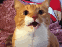 Mylo The Cat GIF - Mylo The Cat GIFs