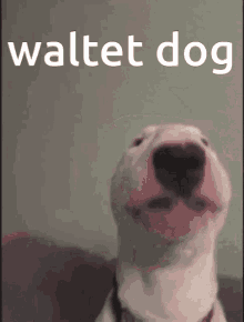 waltet dog