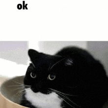 a black and white cat is sitting in a wooden bowl .