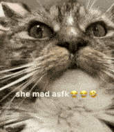 a close up of a cat 's face with the words she mad asfk below it