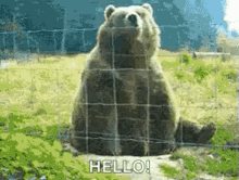 Waving Bear Hi GIF - Waving Bear Hi Hello GIFs