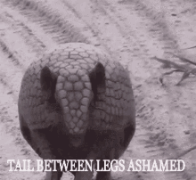 Tail Between Legs Ashamed GIF - Tail Between Legs Ashamed GIFs