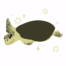 turtle amputee