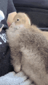 a person in a black shirt with the letter b on it is holding a rabbit