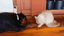 Ck5 Cats And Dogs GIF - Ck5 Cats And Dogs GIFs