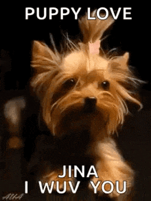 a yorkshire terrier with a ponytail and a bow on its head is looking at the camera .