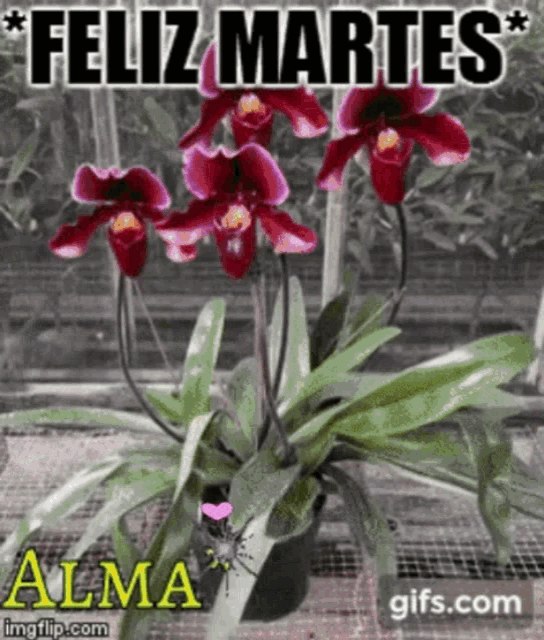 Feliz Martes  Happy tuesday, Good morning messages, Morning messages