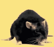 Rat1 GIF - Rat1 GIFs
