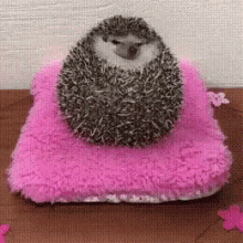 Hedgehog Eating GIF