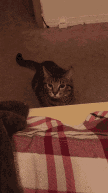 Funny Cat Middle Finger GIF - Funny Cat Middle Finger Cat Taps GIFs