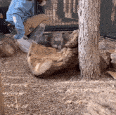 a man in a blue shirt is kneeling down next to a small cat