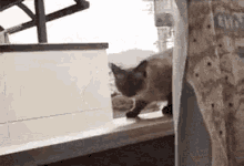 面白い GIF - Cat Jump Fail GIFs