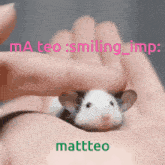 Mattteo Mateo GIF