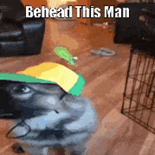 a dog wearing a yellow and green hat with the words behead this man written on it