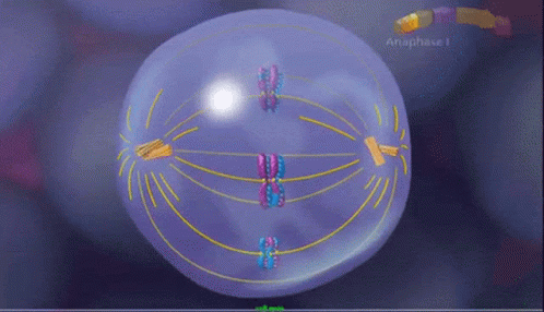 cell cycle mitosis animation