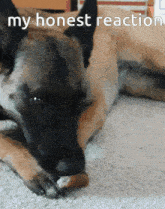My Honest Reaction Dog GIF - My Honest Reaction Dog GIFs