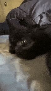 a black cat is laying on a bed under a blanket and looking at the camera